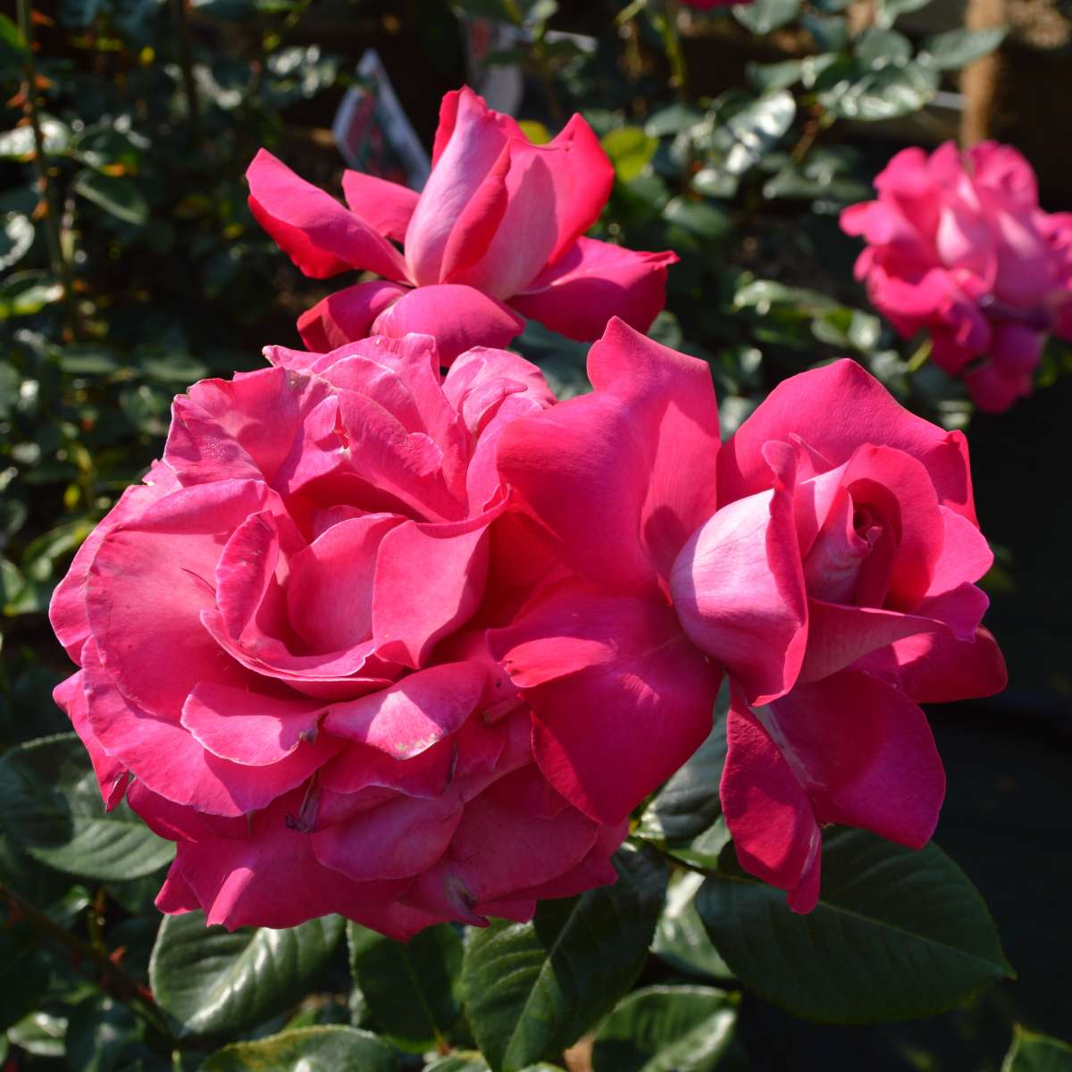 Baronne E. de Rothschild Rose