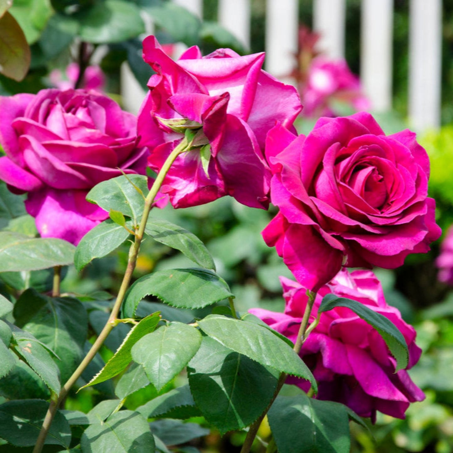 Big Purple Rose