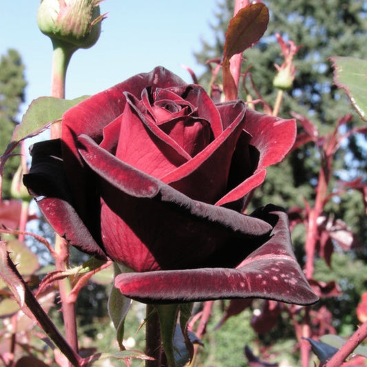 Black Magic Rose