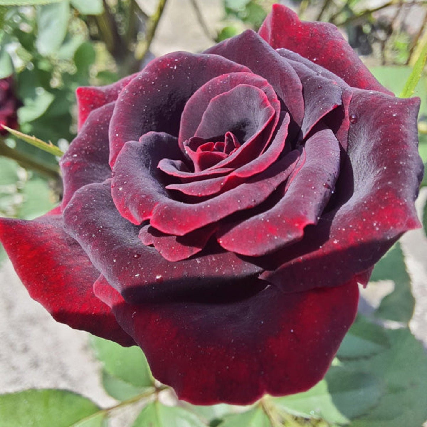 Black Velvet Rose