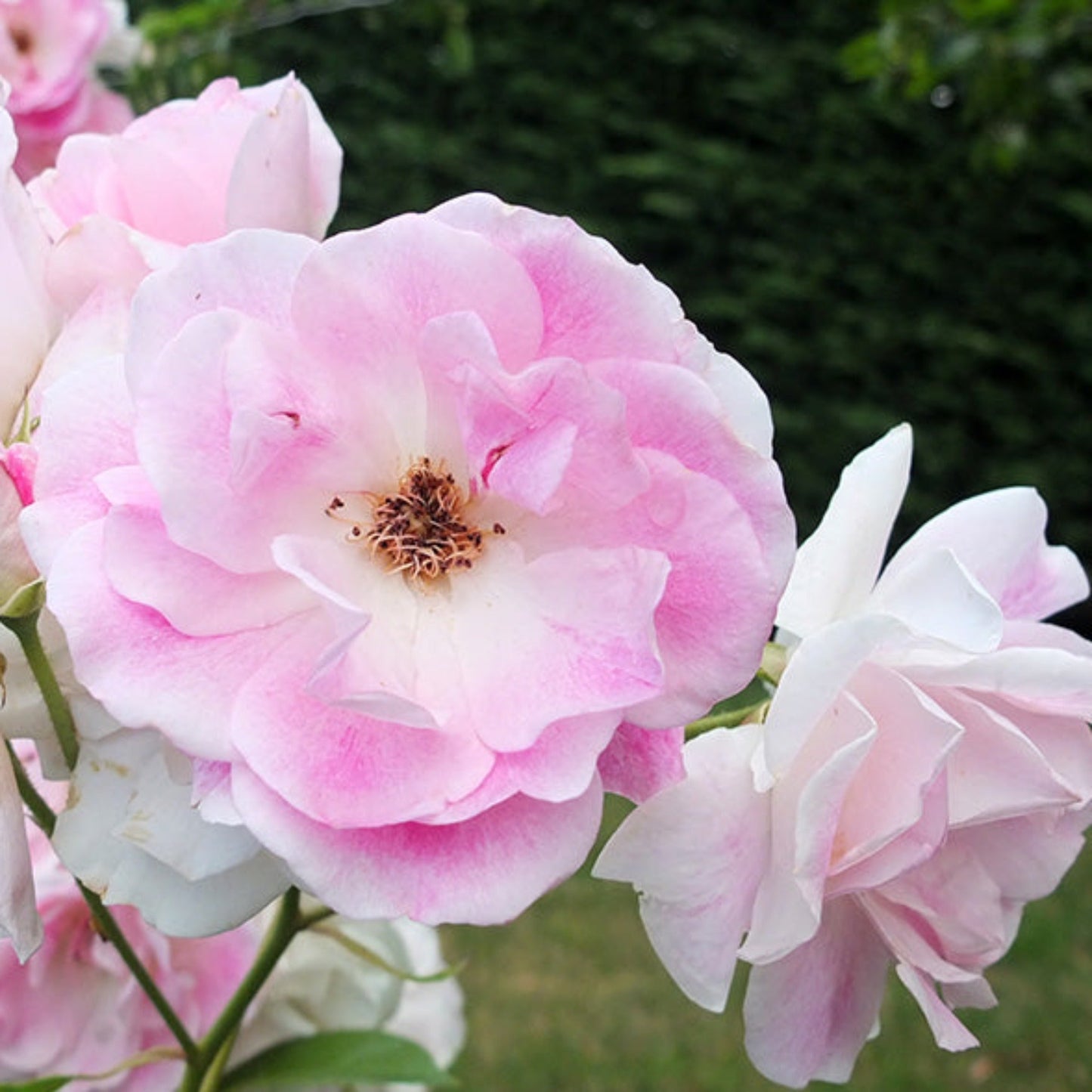 Blushing Pink Iceberg Rose