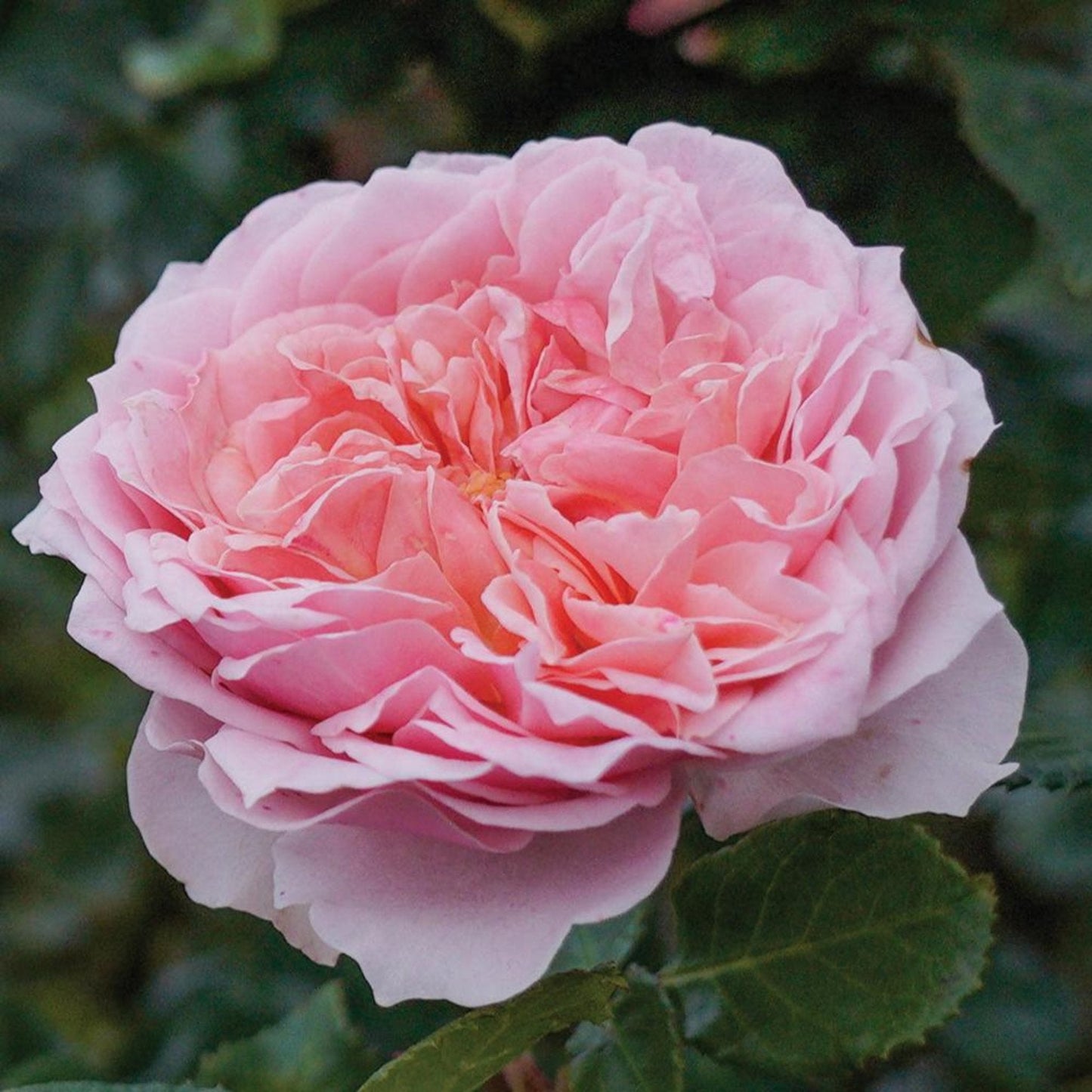 Bridal Bouquet Rose