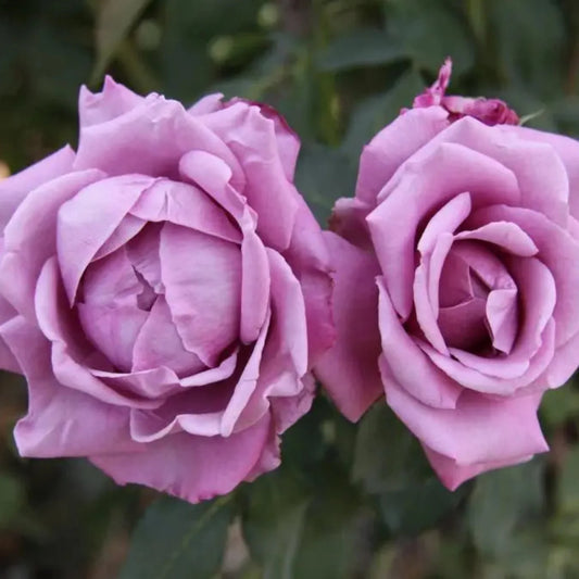 Charles de Gaulle Rose