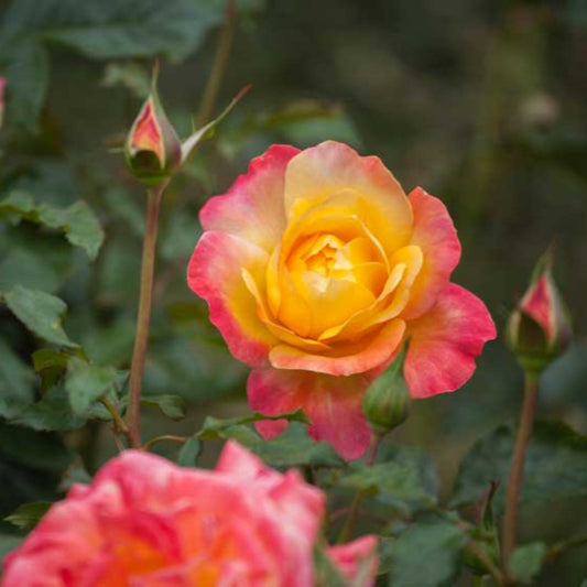 Dame Elisabeth Murdoch Rose