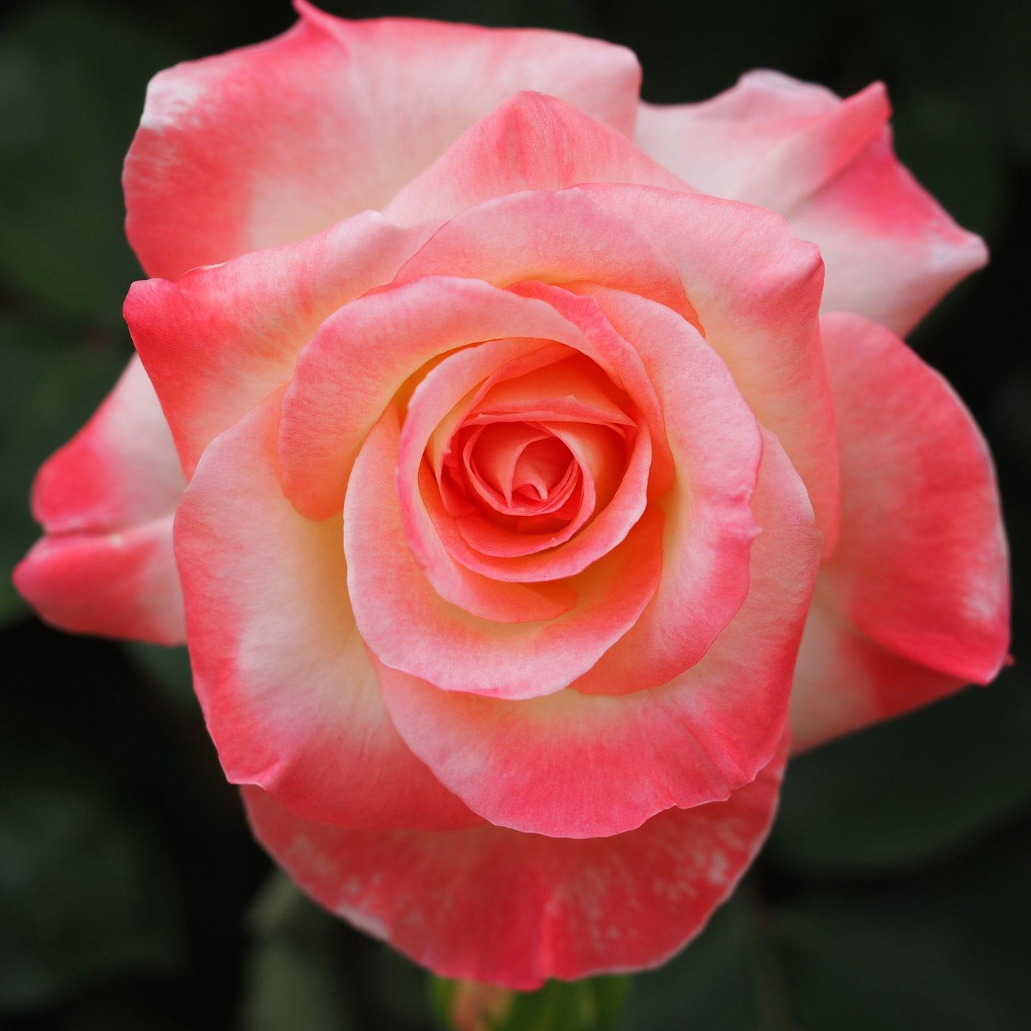 Diana Princess of Wales Rose