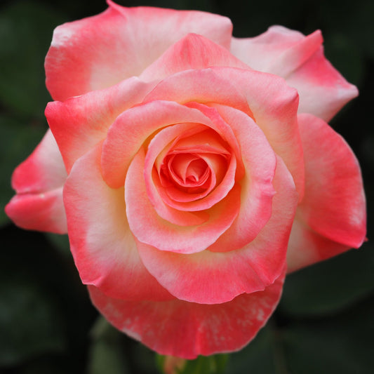 Diana Princess of Wales Rose