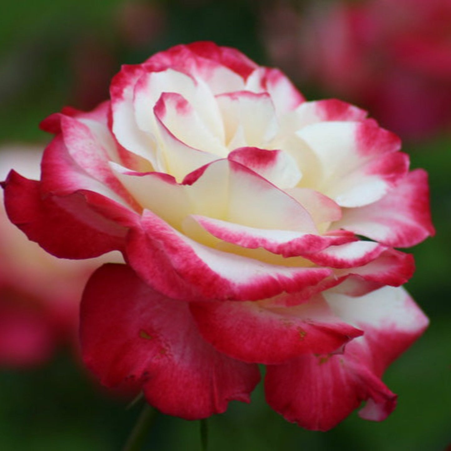 Double Delight Rose