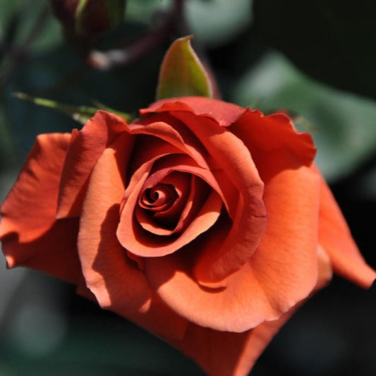 Espresso Rose