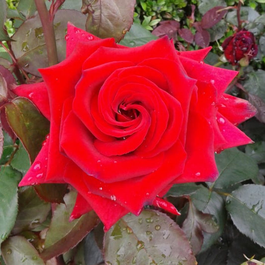 Fragrant Charm Rose