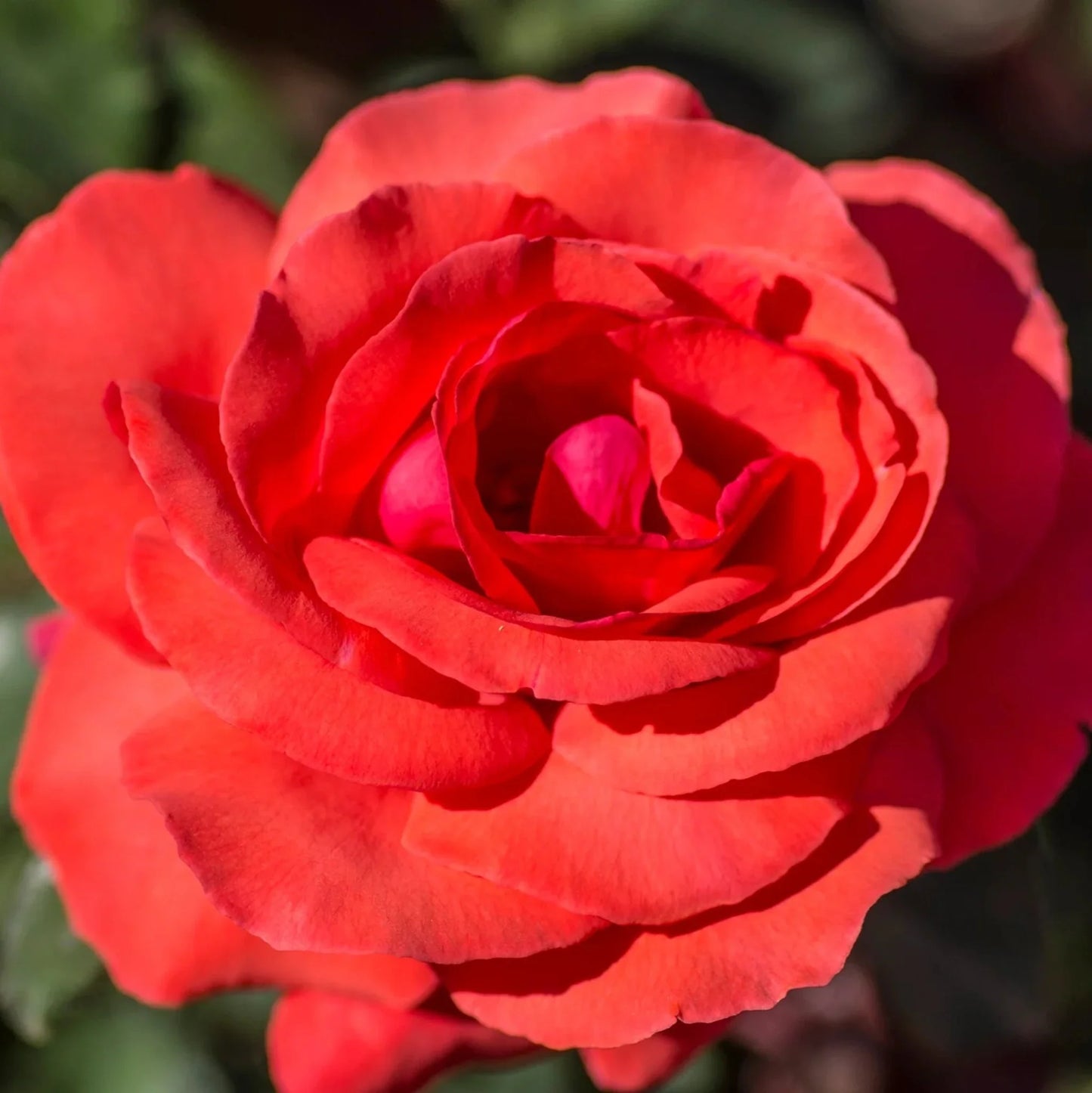 Fragrant Cloud Rose