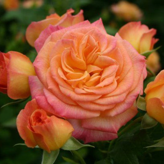 Garden Delight Rose