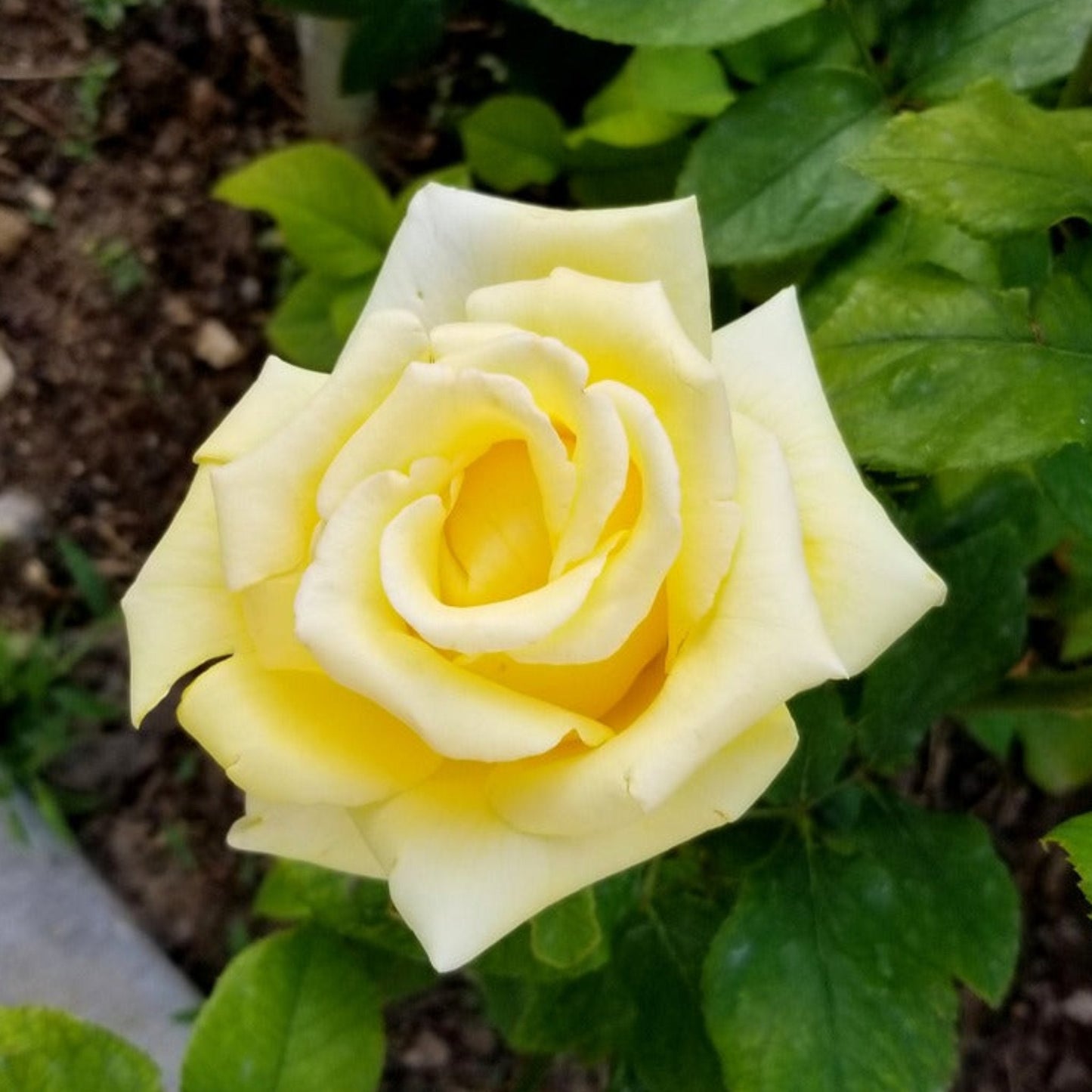 Helmut Schmidt Rose