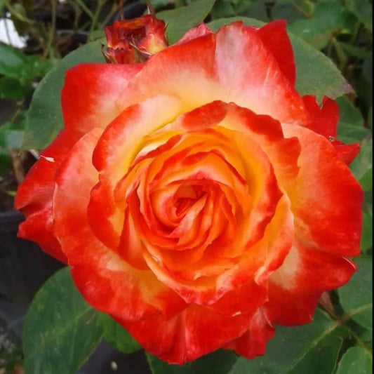 Jubilee 150 Rose