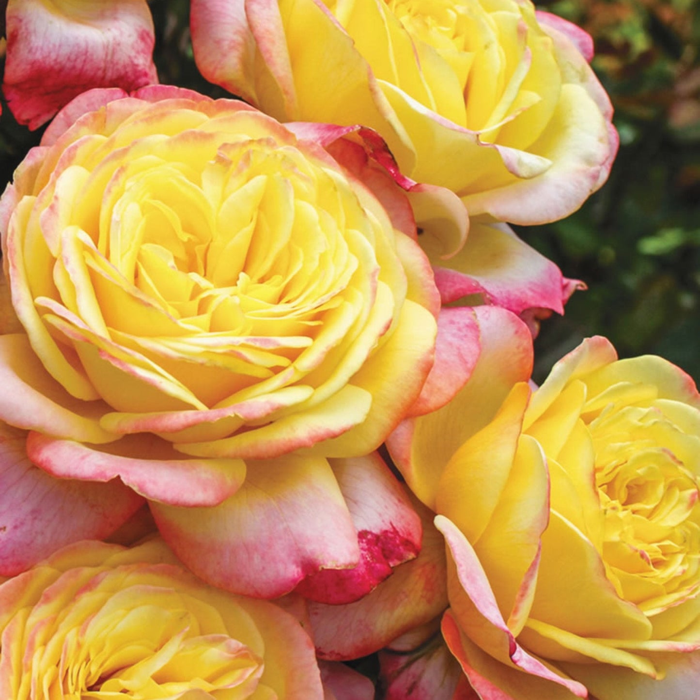 Kordes Jubilee Rose