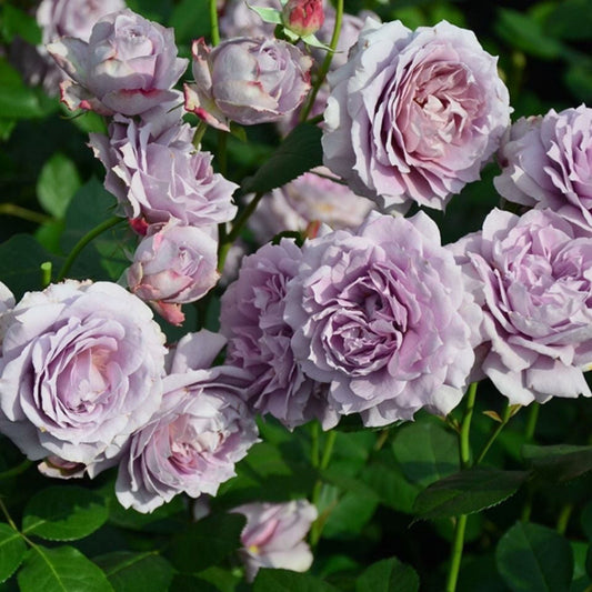 Novalis Rose