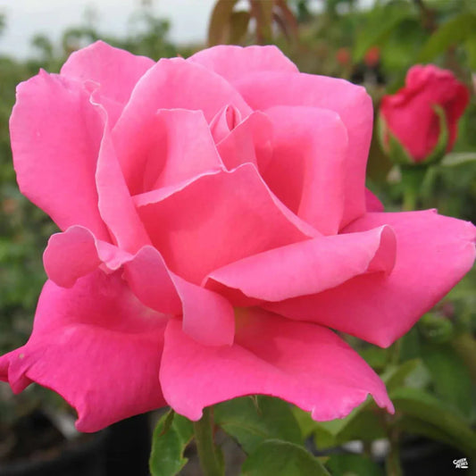 Perfume Delight Rose