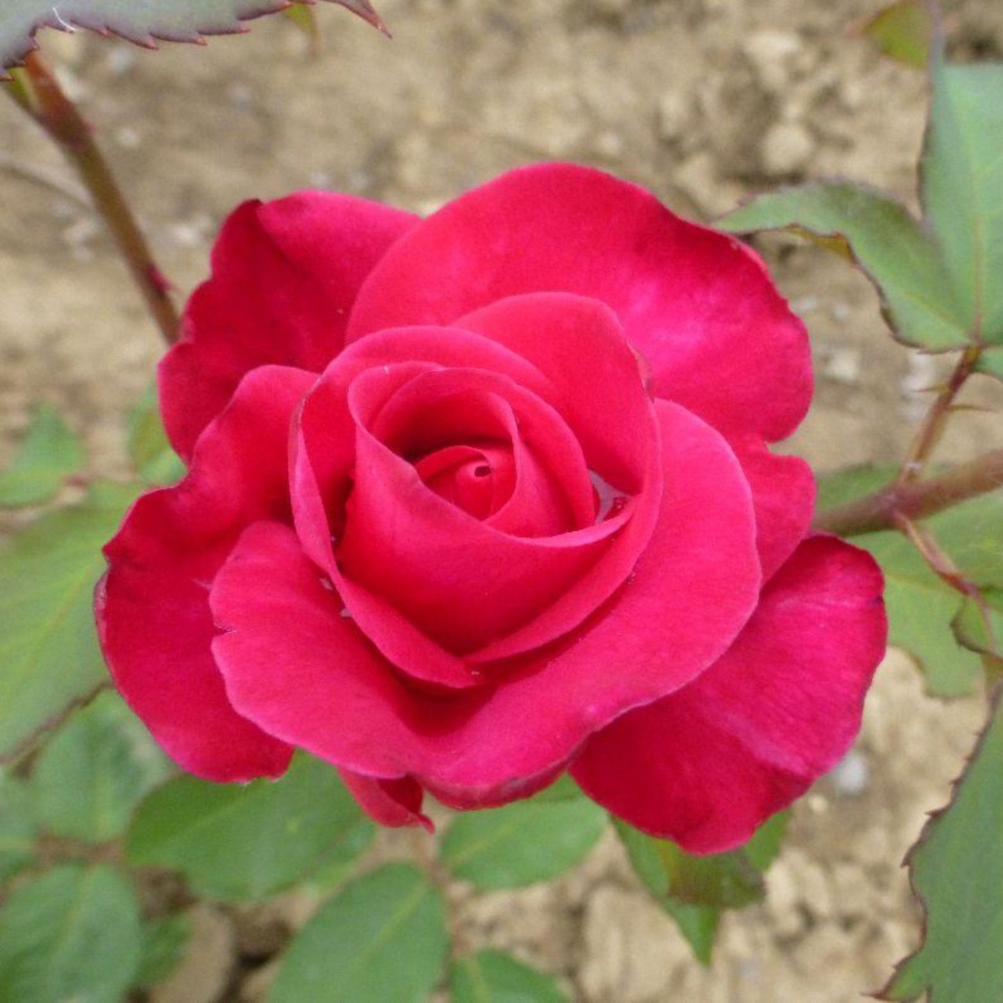 Peter Frankenfeld Rose