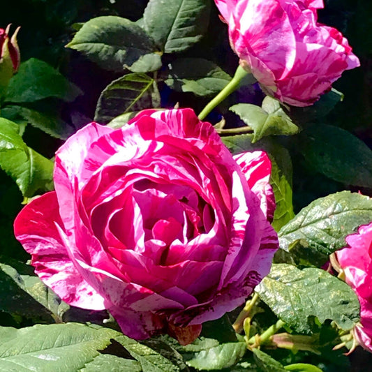 Pink Illusion Rose