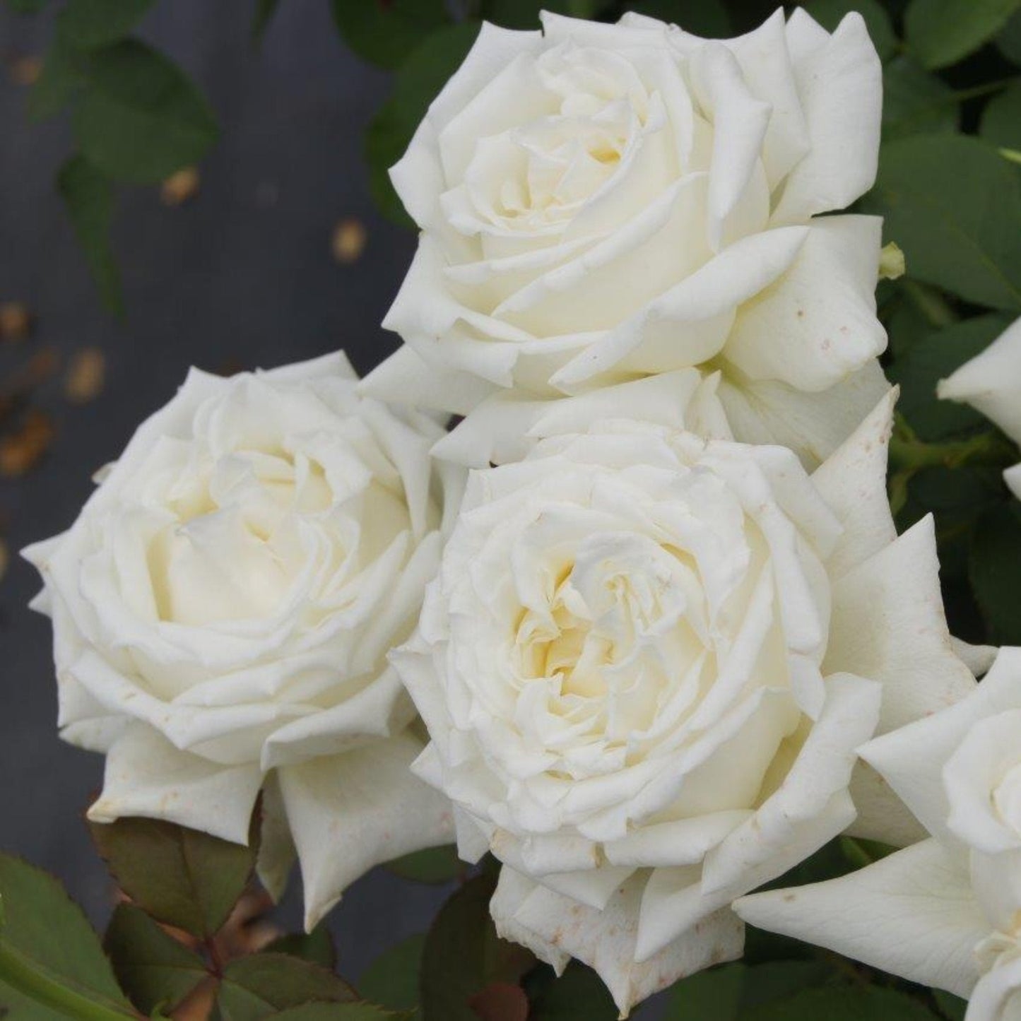 Pope John Paul II Rose