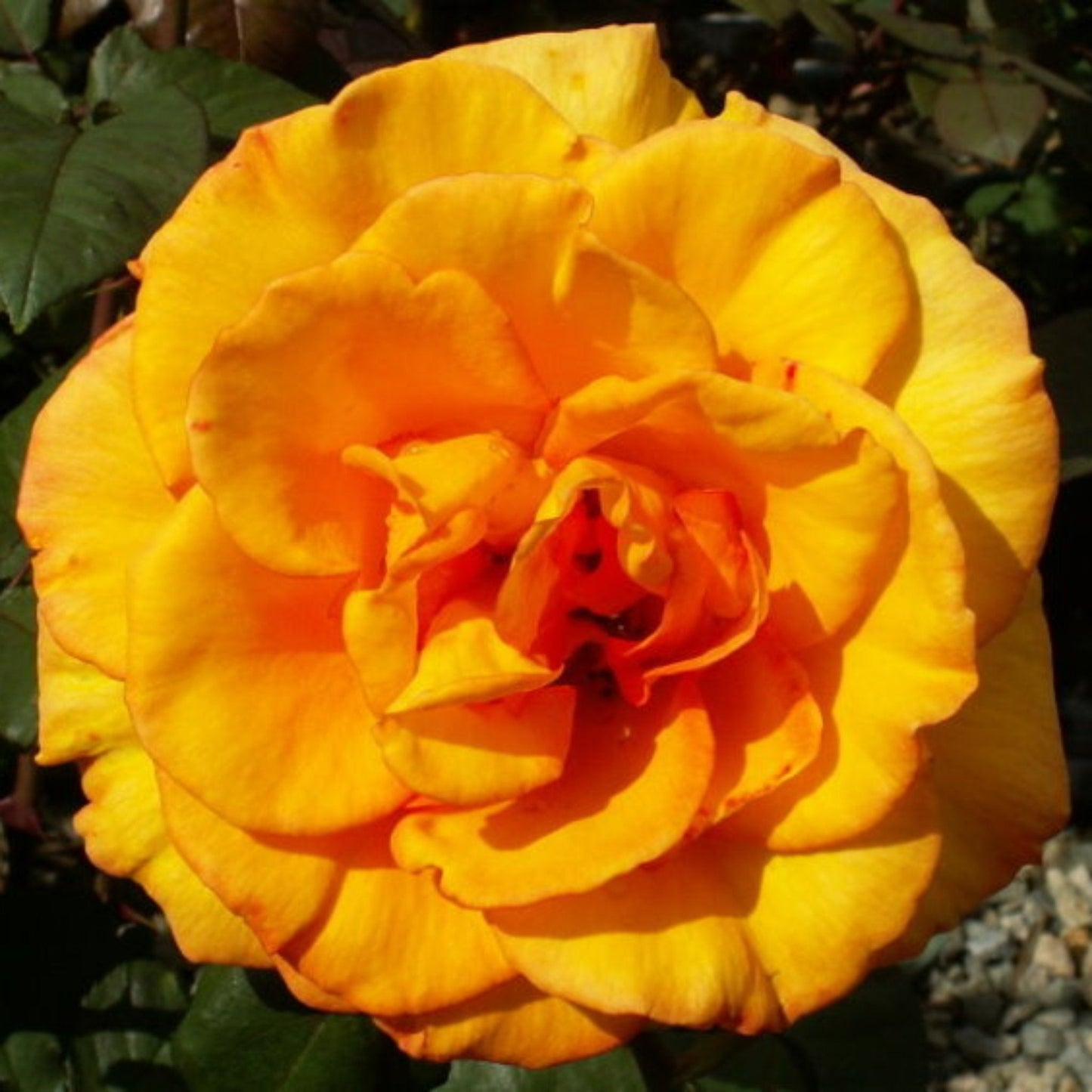 Sundance Rose