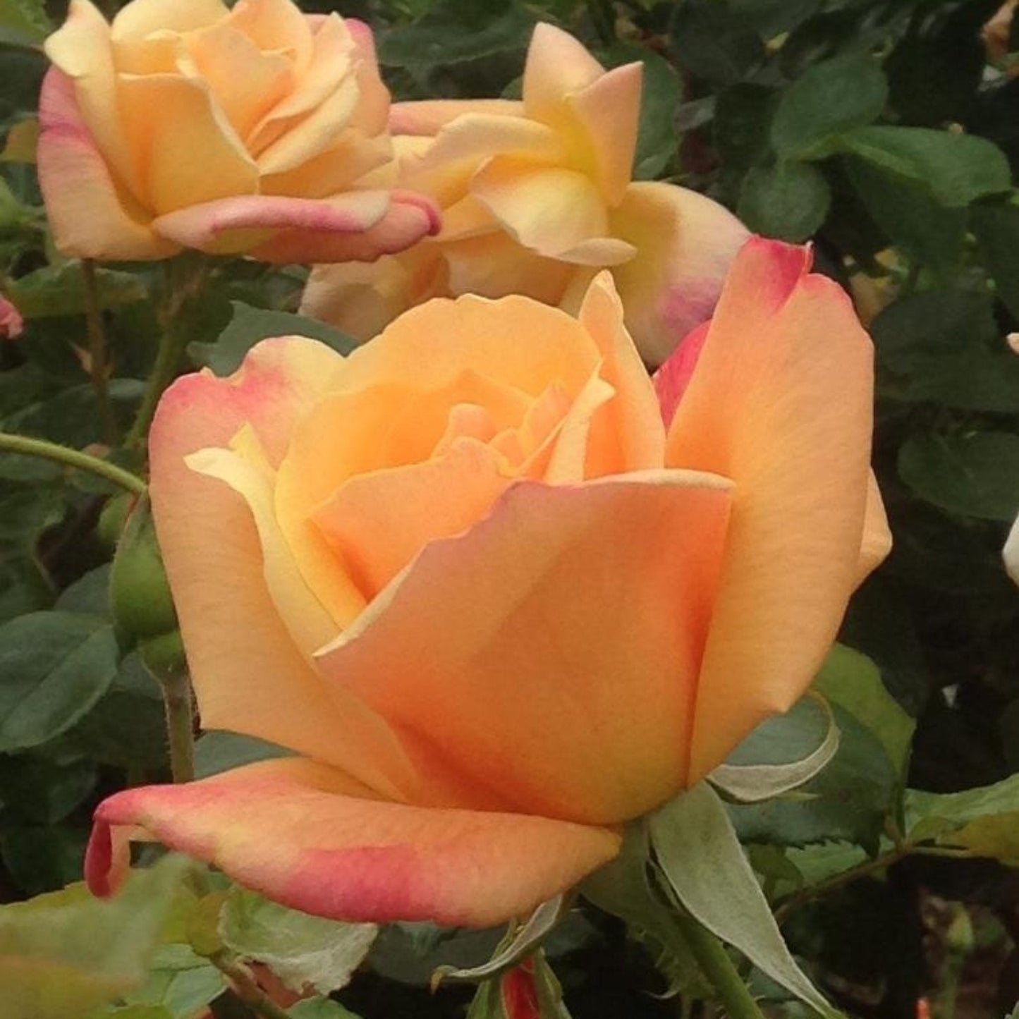 Sutter's Gold Rose