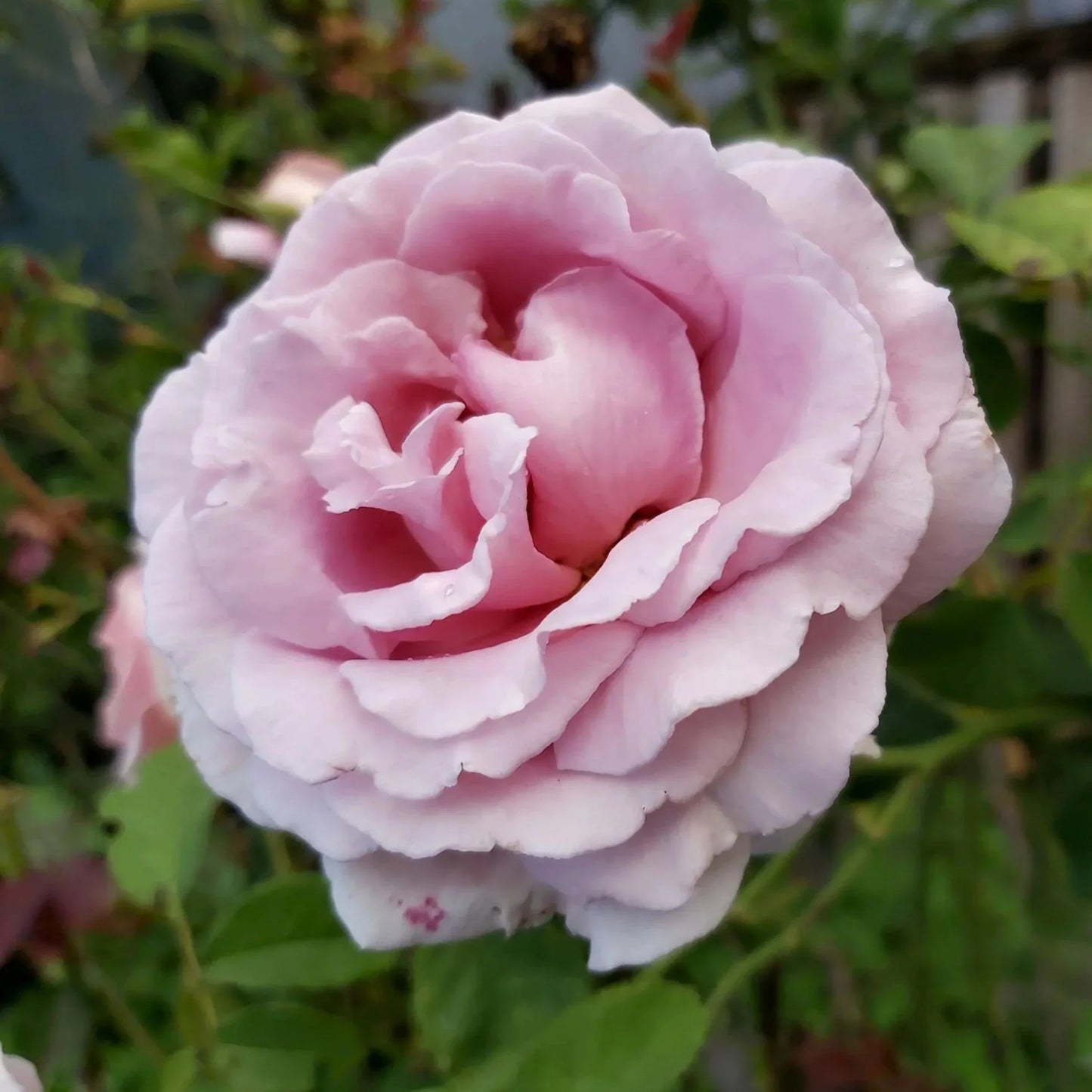 The Children's Rose