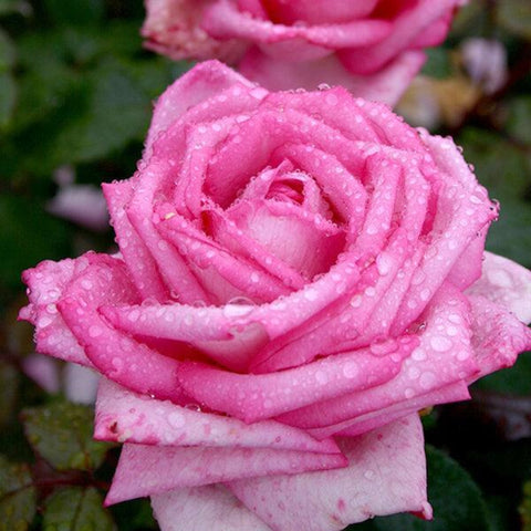 Wedding Bells rose (potted)