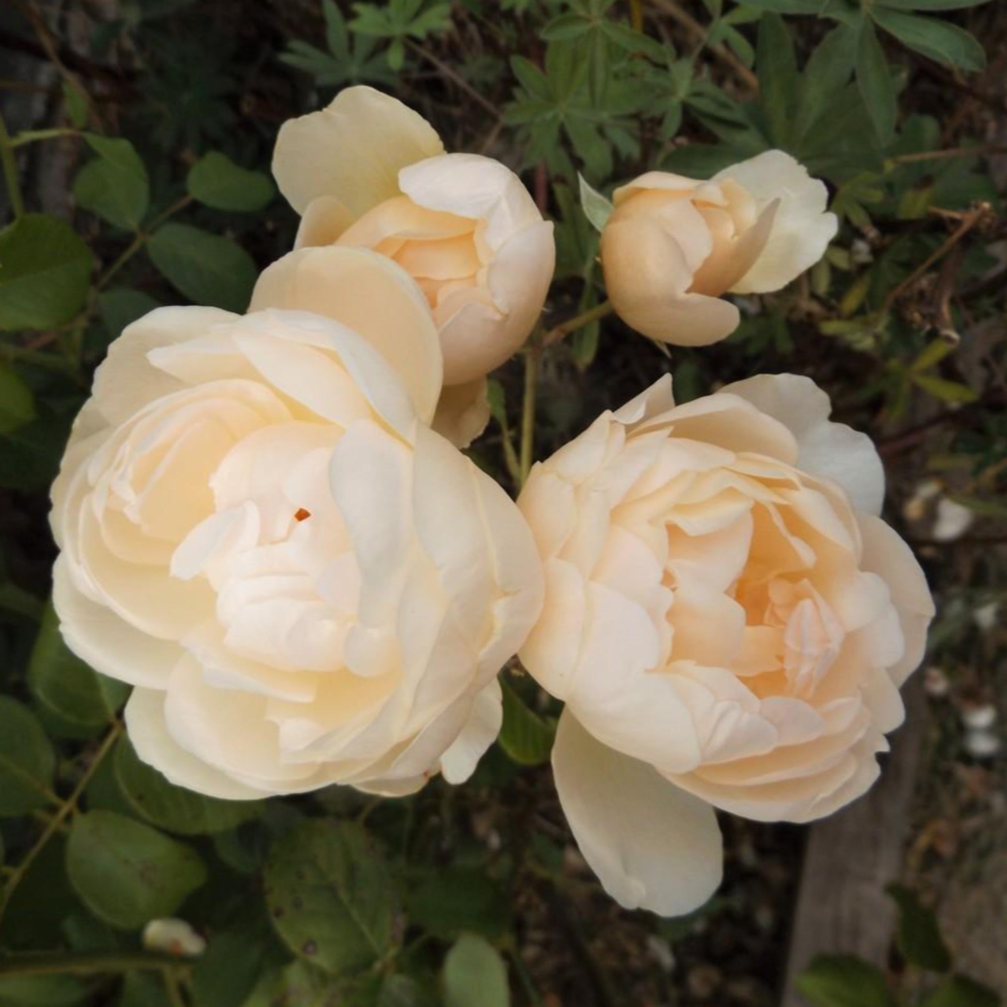 Windermere Rose – Cedar Nursery + Design