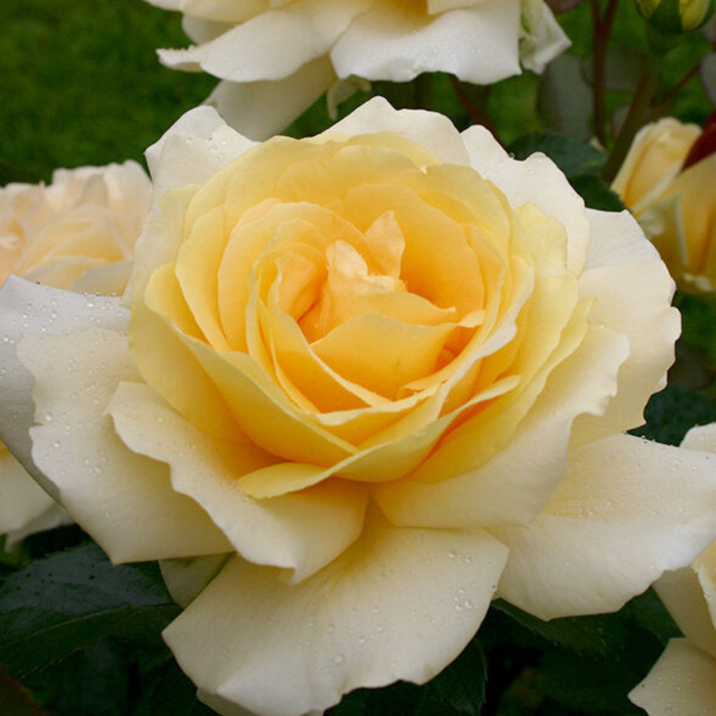 Winter Sun rose (potted)