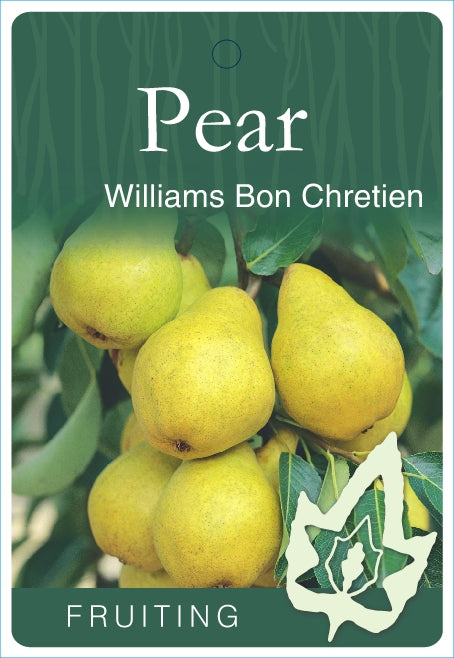 Pear William Bon Chretien Dwarf - WINTER DELIVERY