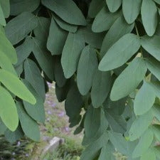Robinia Mop Top 1.5m - WINTER DELIVERY