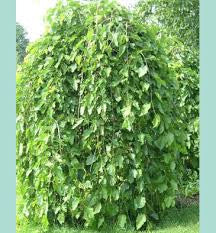 Weeping Mulberry- Morus Alba Pendula - 1.2m tall - WINTER DELIVERY ...